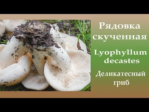 Рядовка скученная -  Lyophyllum decastes. Деликатесный гриб.