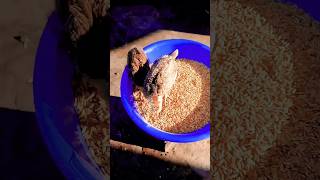 শখের মুরগির বাচ্চাগুলো ধান খায়short video shorts short tongi hatpigeon pets like