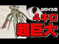 王様と呼ばれる超巨大な奇跡のイカを釣り上げた！【エギング４キロ貴重映像】eging squid