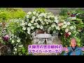 【大阪市の吉田眼科のプライベートガーデン】今年は開花が早い!ナニワノイバラが満開のときに…クレマチスやバラが次々と咲き出す不思議な風景【花と緑のグリーンバレイ】