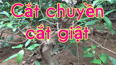 Cắt chuyền bonsai, cắt giật, chuyển nhịp