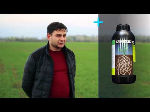 სადემონსტრაციო ნაკვეთი. ხორბალი. ვაქირი, სიღნაღი. 28.03.2019