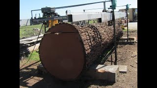 Pacific Coast Lumber. Giant Walnut Milling.  23,000 pound log milled.