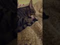Tiger with big ears, foot licking and a back stretch