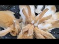 feeding 7 cute bunny - little bunny eating tofu