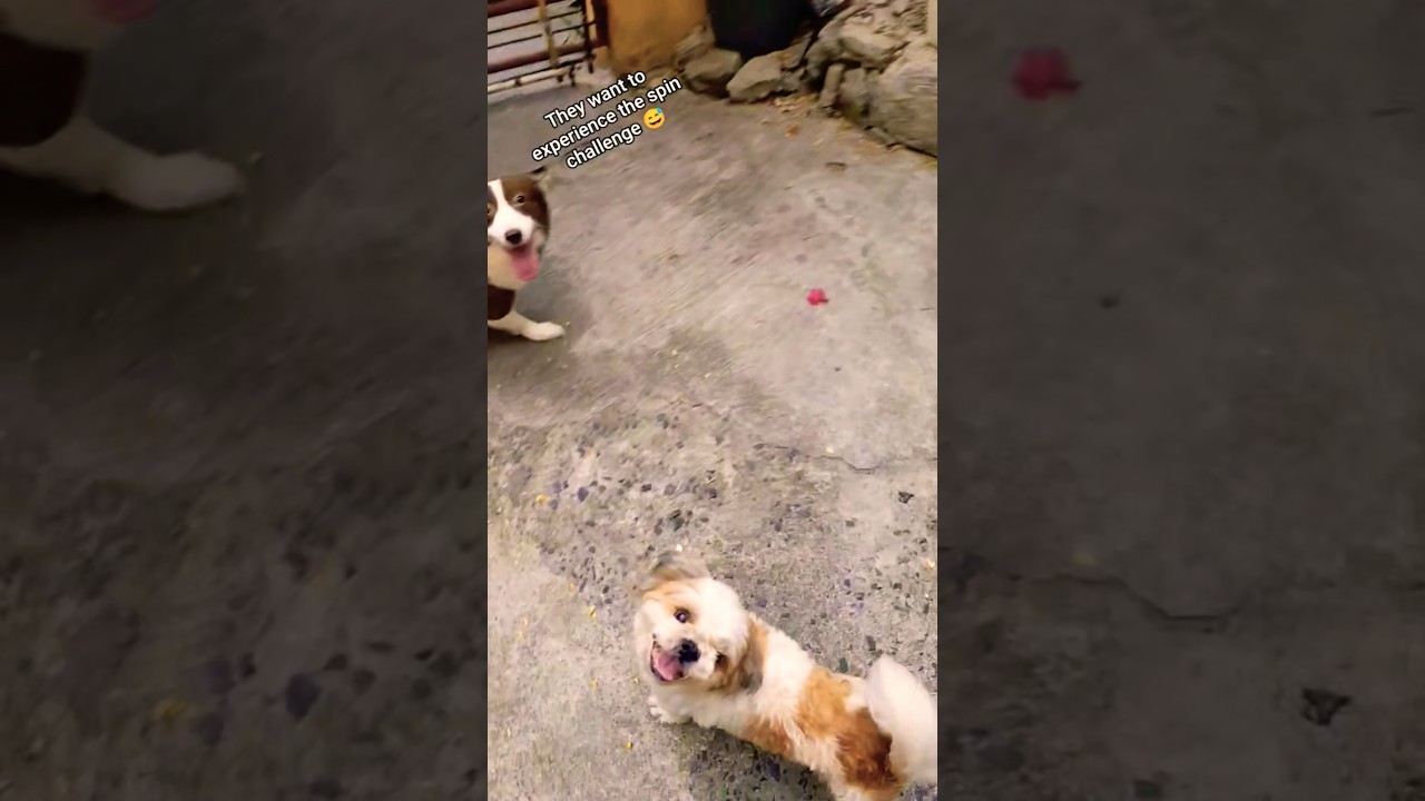 They want to experience the spin challenge 😅 