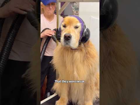 They're not amused π #goldens