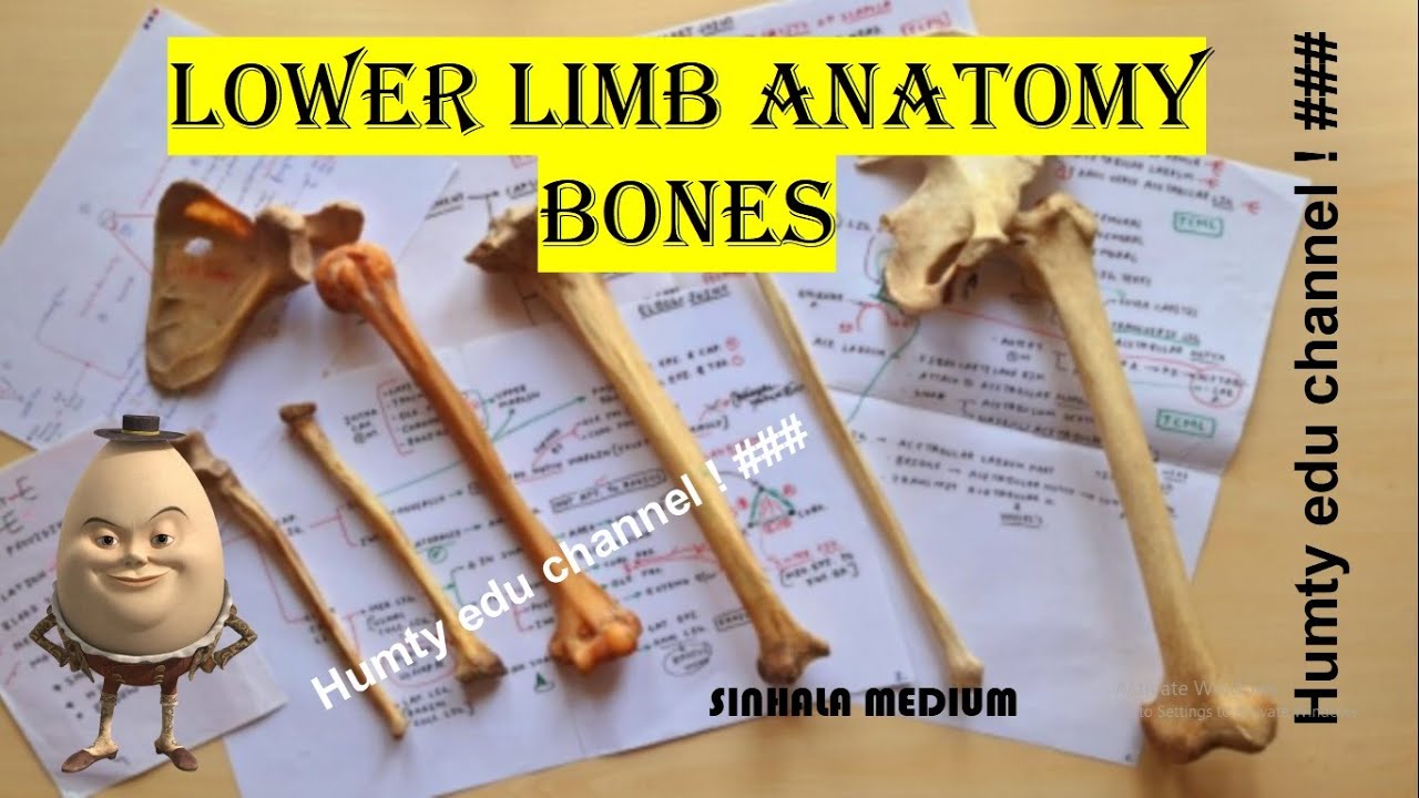 Femur- Lower limb-mbbs/Sinhala medium