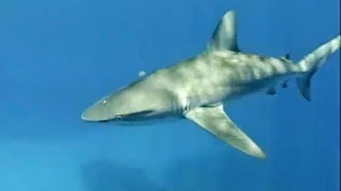 World Record GT Fishing through Sharks: Midway Island