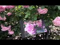 Inn Satomi Park (beautiful roses) unforgettable memories 2025 MAY 14 .