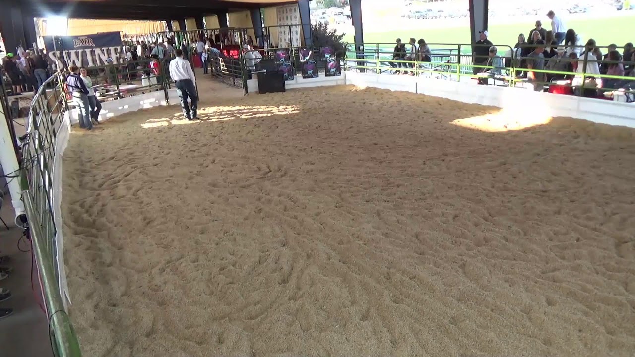 Summit County, Utah Fair 2024 - Livestock Market Judging
