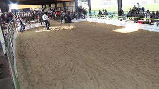 Summit County, Utah Fair 2024 - Livestock Market Judging