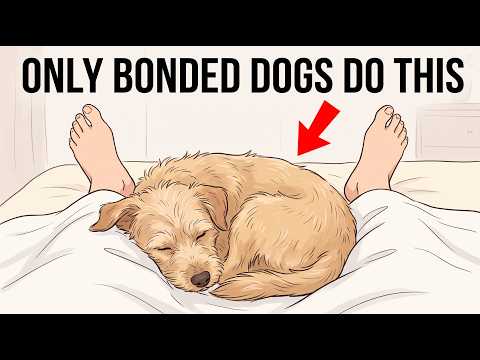 7 Signs Your Dog Considers You Their Parent (Not Their Owner) thumbnail