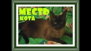 МЕСТЬ КОТА Видео про кошек Видео про котов СИАМСКИЙ ТАЙСКИЙ КОТ Сибирская кошка КОШКИ ВИДЕО МЕСТЬ КОТА Видео про кошек Видео про котов СИАМСКИЙ ТАЙСКИЙ КОТ Сибирская кошка КОШКИ ВИДЕО