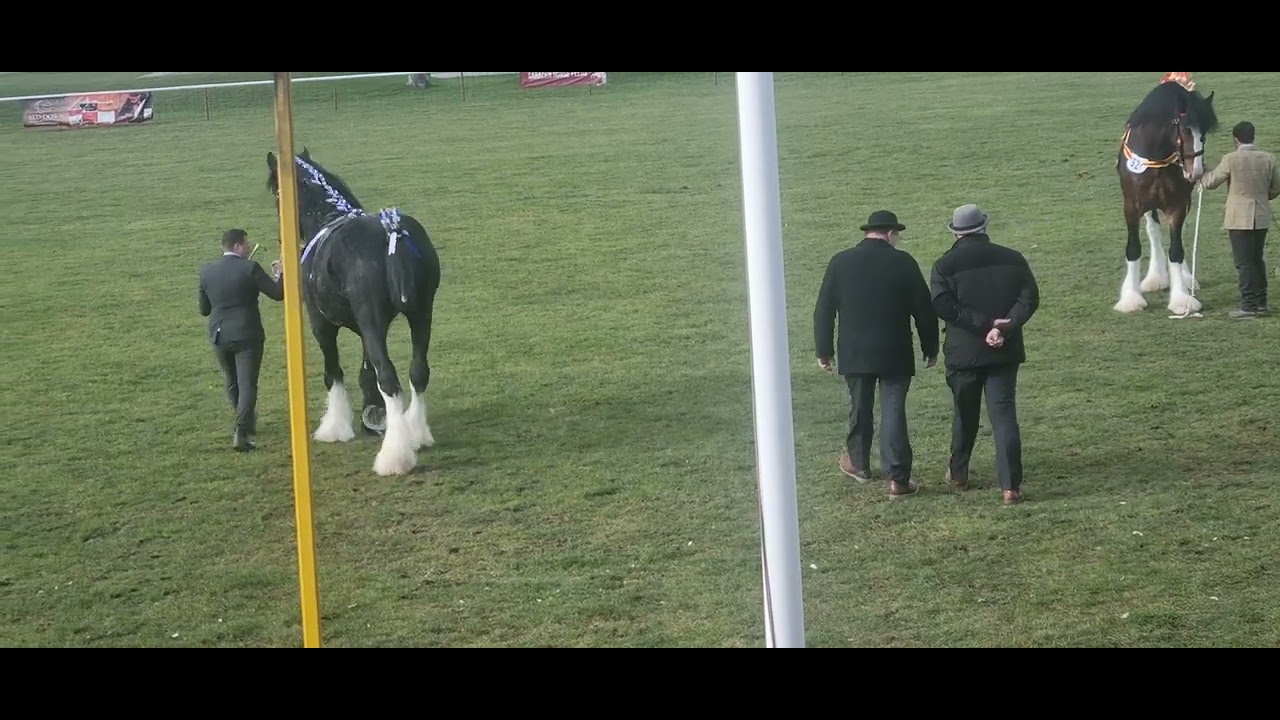 Shire Horse Stallions At The National Shire Horse Show YouTube shire-horse-stallions-at-the-national-shire-horse-show-youtube