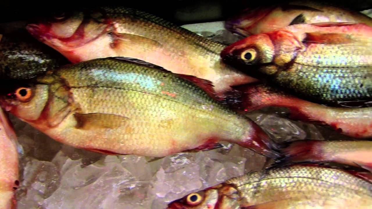 Shivani Gogna - Greenheart Travel Video Submission