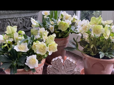 Video: Container Grown Hellebore: Bạn có thể trồng Hellebore trong container không