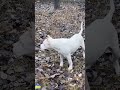 #shortsvideo #famousshorts #dogoagentino#viralvideo #famousdogs #dangerousdog #papularshortvideo #pe