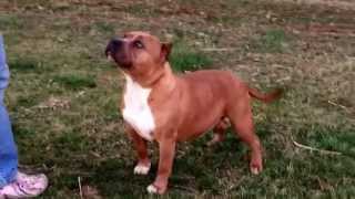 Tobs Pitbull Bullys Ivy - Lil Rizzysmokey & Manubullmaster. Pups Due 41215 .Pitbulltob