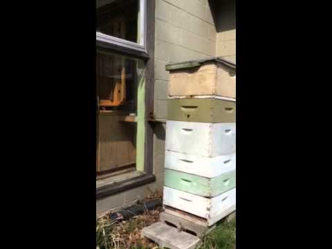 Beehives at SchuylkiLl Center for Environmental Education
