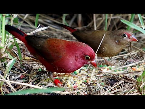 How to breed finches : The Red-billed Fire Finch ( Lagonosticta senegala )