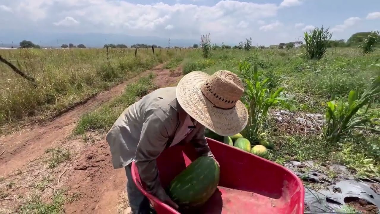 La Sandía En Huanusco Zacatecas