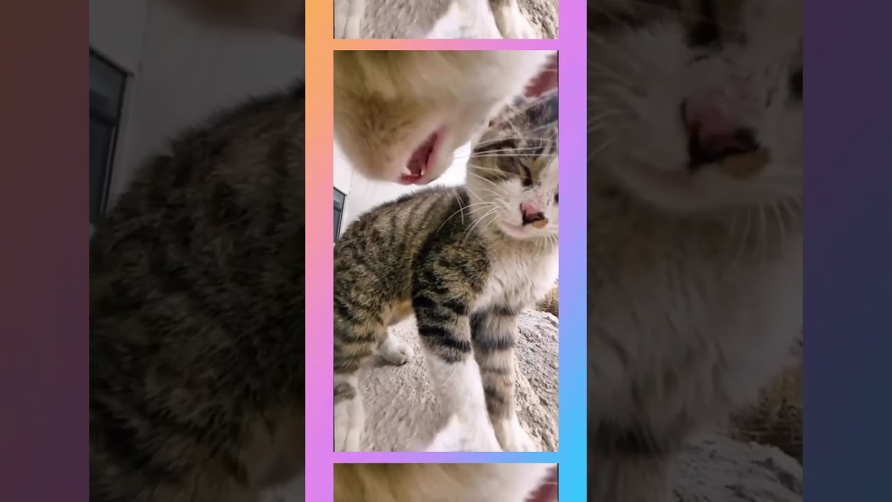 Fur Flying Frenzy  Epic Cat Battles Caught on Tape!