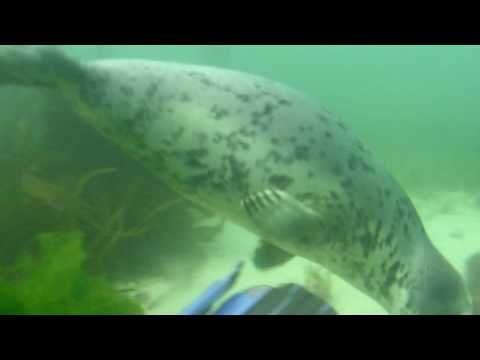 UK Scuba Diving - TSAC Diving with Seals in the Sc...