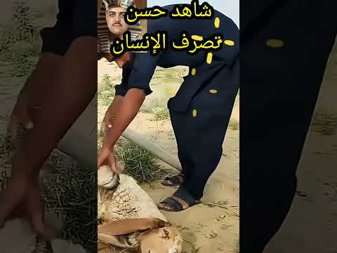 شجاعة راعي إنقاذ خارق لخروف من أفعى الكوبرا القاتلة بماصورة بلاستيك