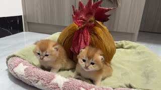 Incredible,amazing animals | Cat mother entrusts roosters to help raise and care for kittens|so cute