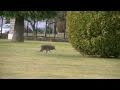 Coyote stalks and starts going in for attack on elderly lady and dog