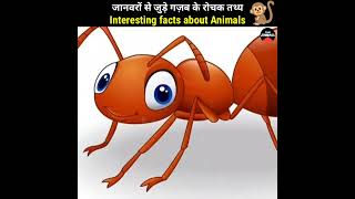 Crazy Facts About Animals 10 Mind Blowing Animals Facts L The Zindagi 