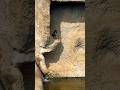 【市川市動植物園】水が気になるパンチくん2026.2.22#パンチ#市川市動植物園