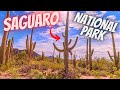 Saguaro National Park - Tucson Arizona