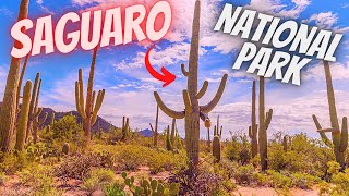 Saguaro National Park  Tucson Arizona