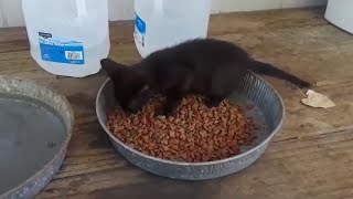 Starving feral kitty cries for joy as she finally gets fed