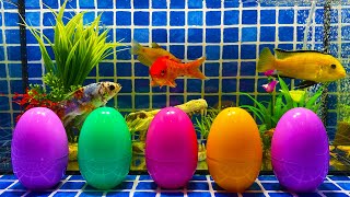 Surprise Eggs | Crocodile Fish Surprise Frog, Tetra, Goldfish, Parrotfish, Koi fish