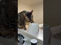 器用に手で水を飲む猫【ベンガル猫】