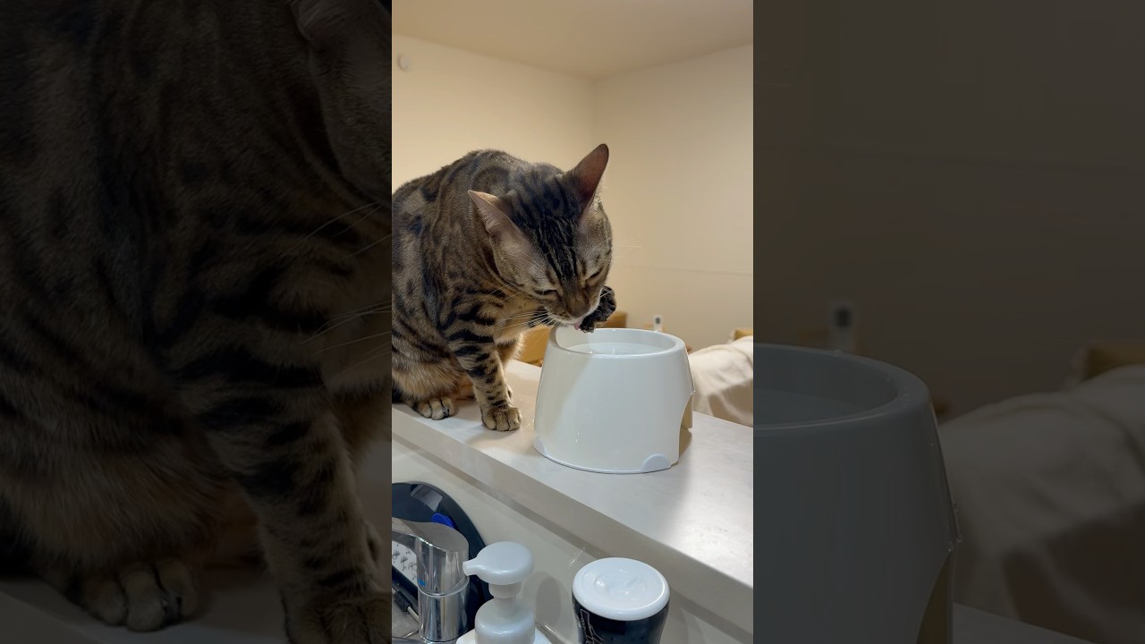 器用に手で水を飲む猫【ベンガル猫】