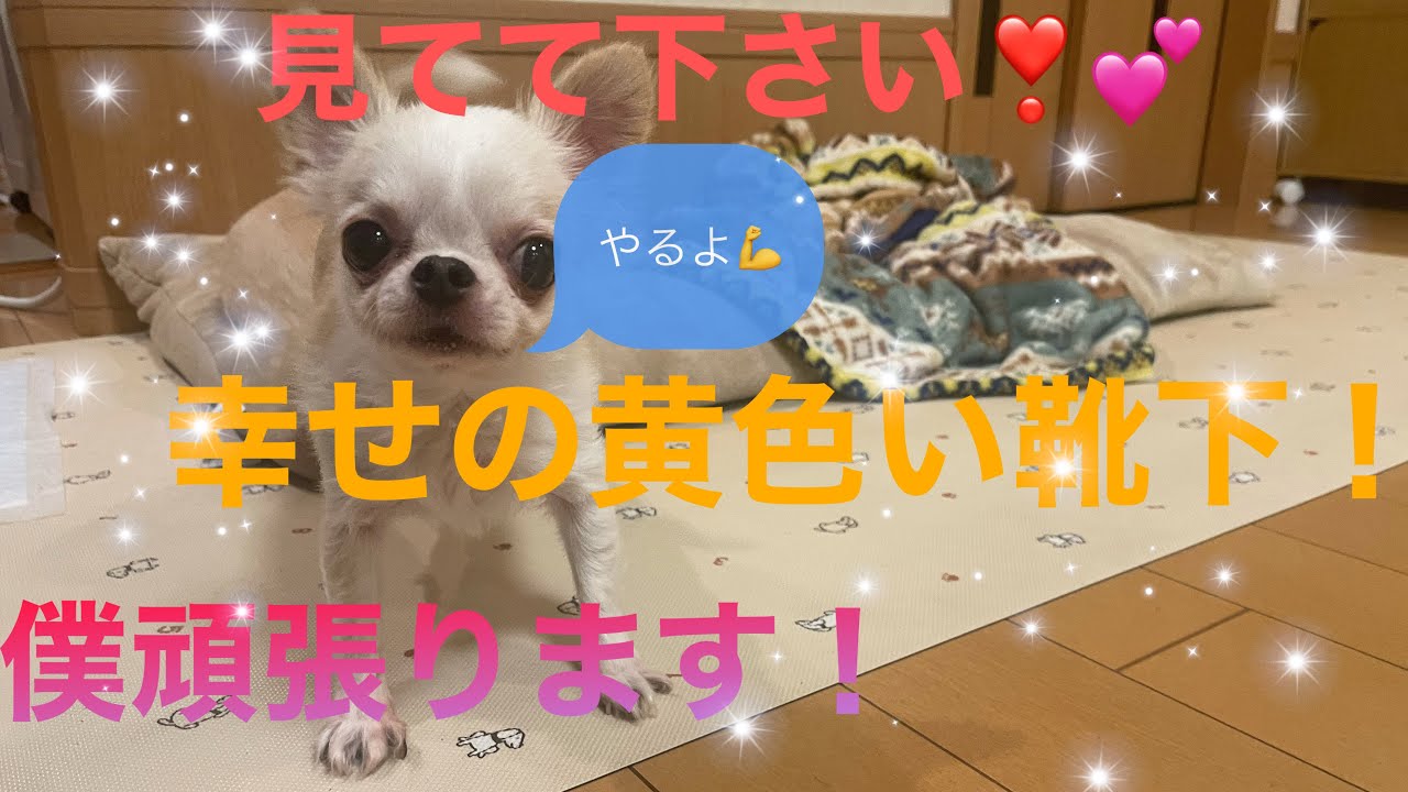 チワワ 高い血統 靴下