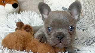 Lilac brindle French Bulldog puppy