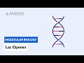 Regulating Gene Expression Through the Lac Operon Model in E Coli