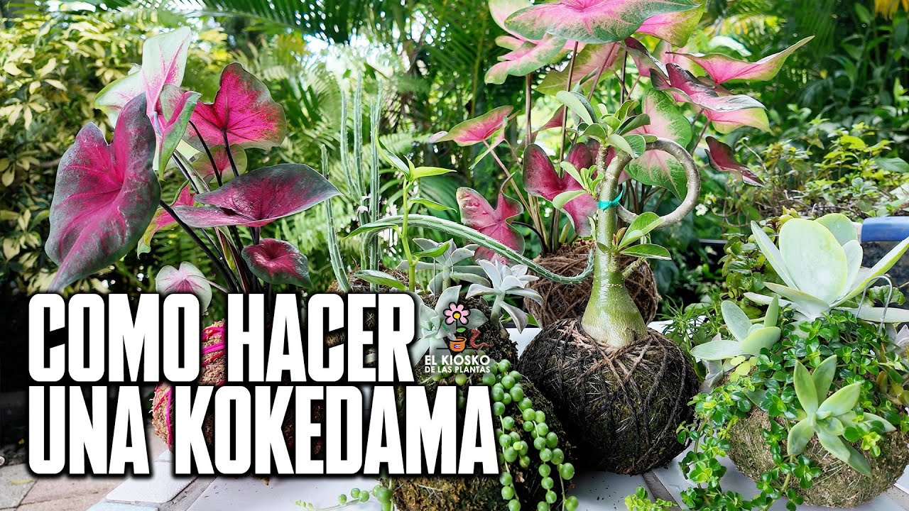 Como Hacer Una Kokedama | Aprende Paso Por Paso