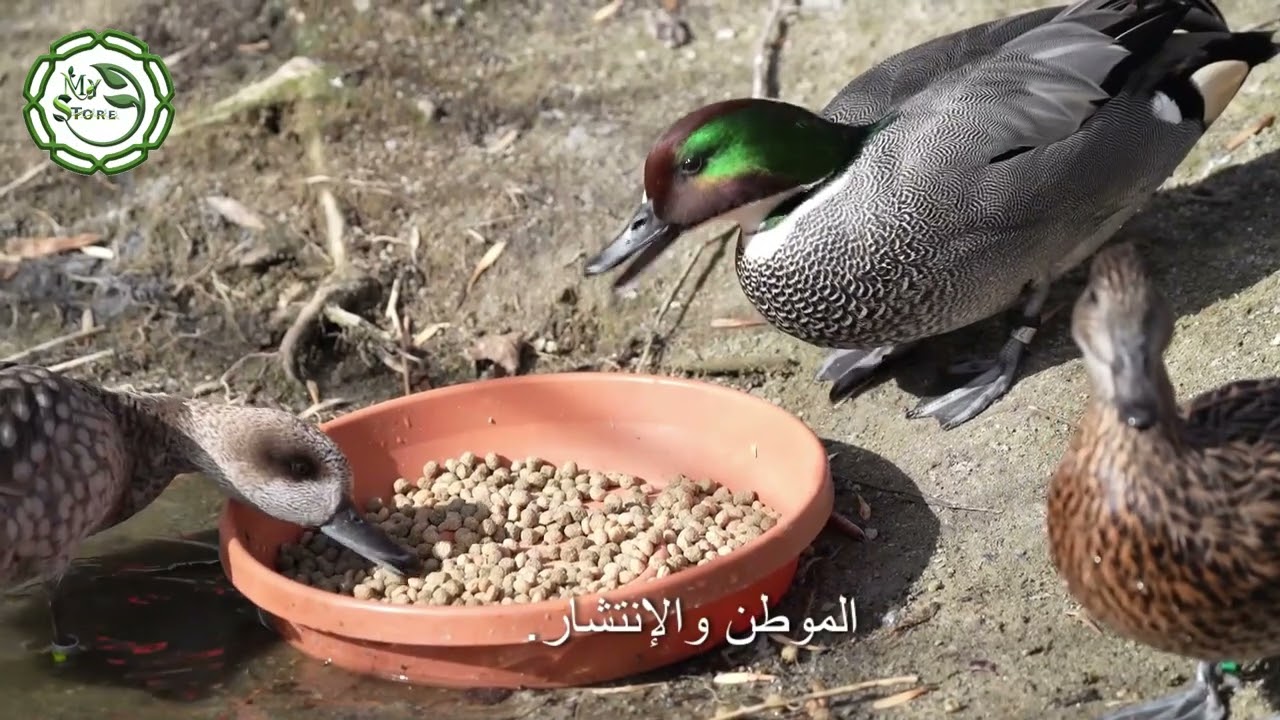 الفرق بين الذكر والانثى فى البط المصرى والبط الخضيرى