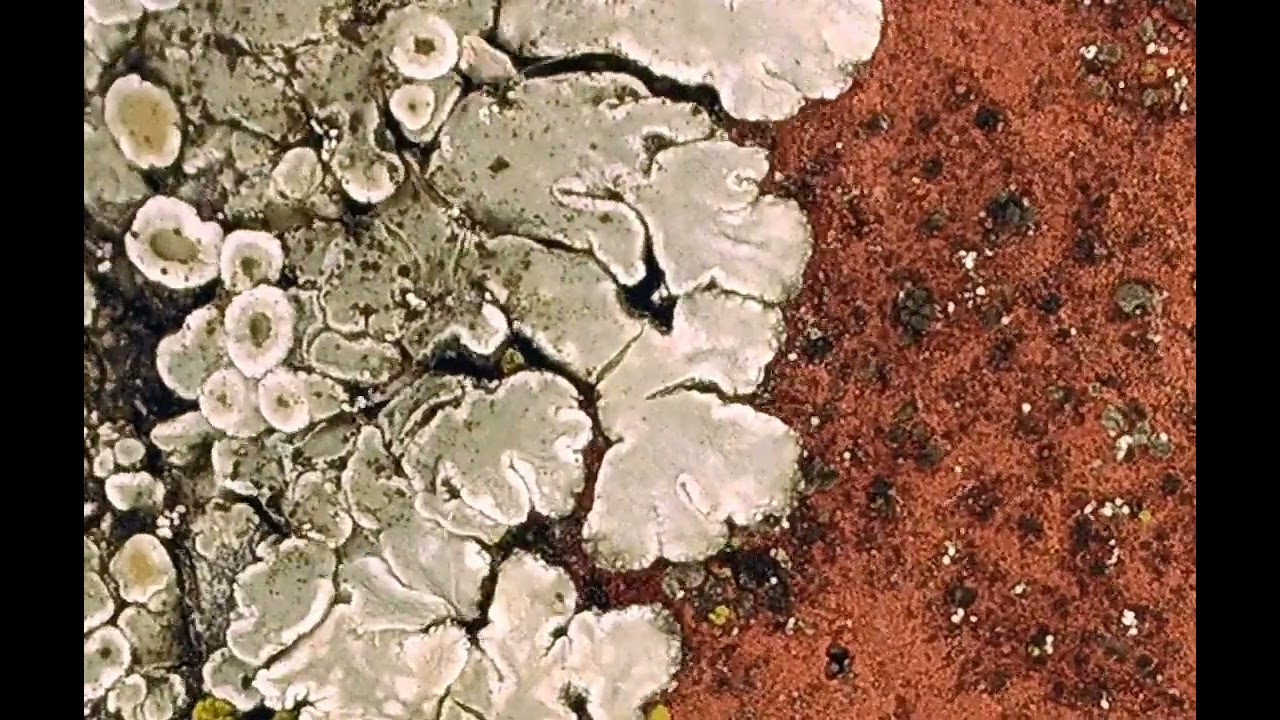3 month time-lapse of lichen growing half a millimetre on a roof tile