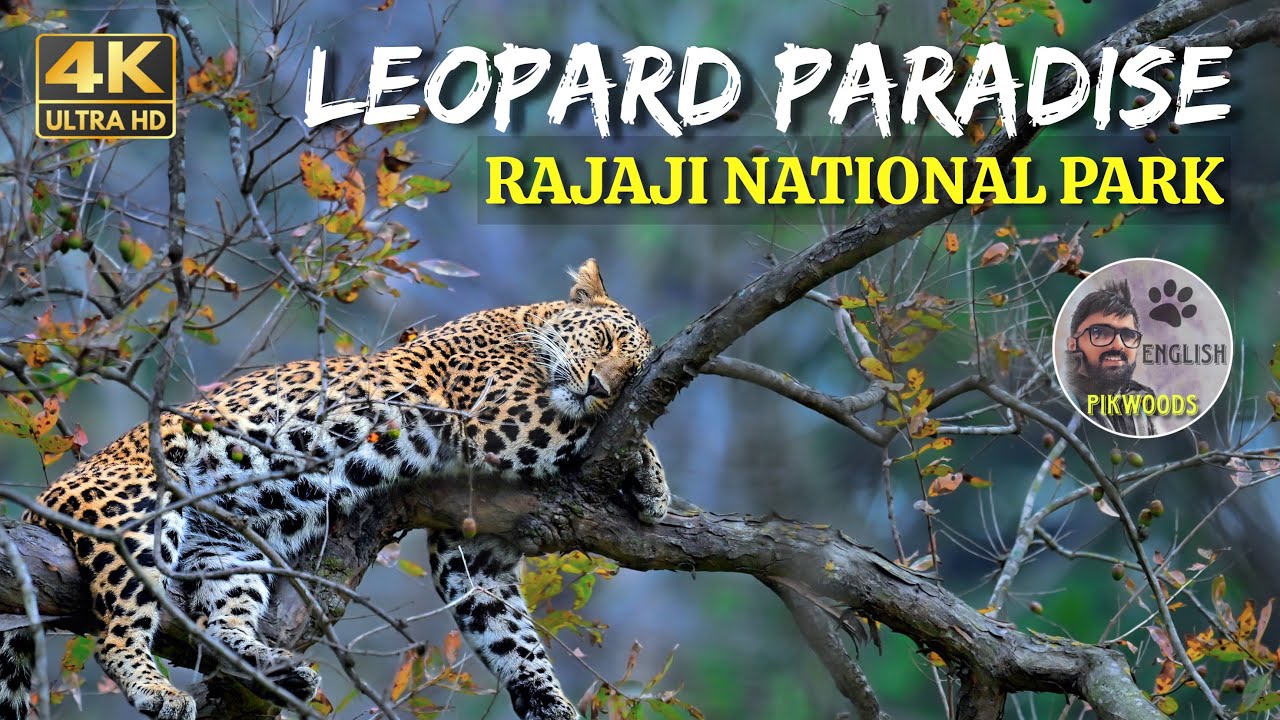 Rajaji National Park in Uttarakhand English, Paradise of Leopards in India | Elephants and Birds