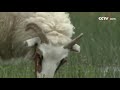 [아름다운 중국] 네이멍구 고원 | CCTV 한국어방송