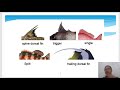 Fish Taxonomy and Identification - Part 2/3 [Fishy Matters - Episode 14]