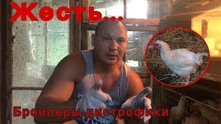 Ошибки содержания Бройлеров! Тихий ужас! Не повторяйте этого!