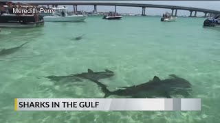 Sharks in the Gulf